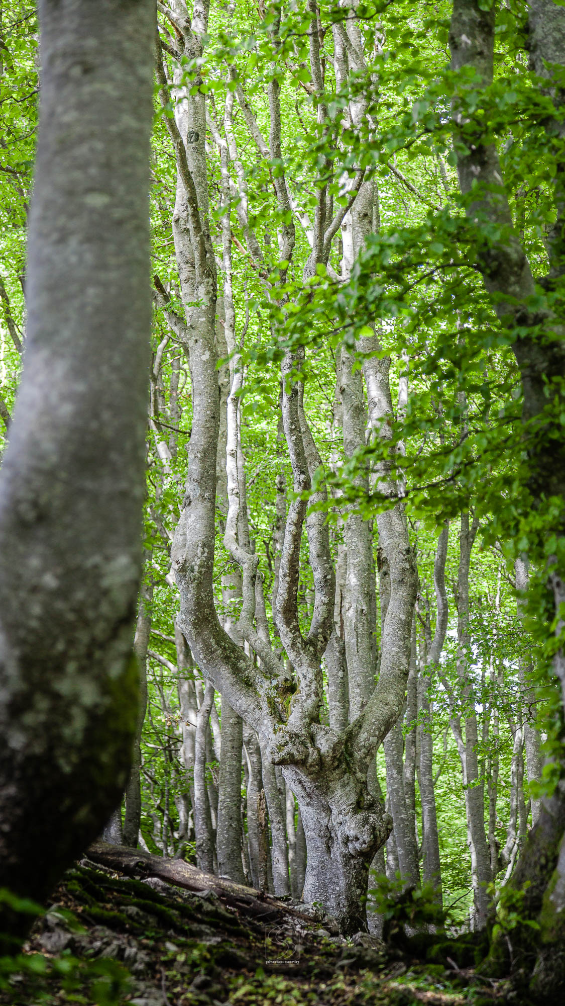 NATURE-PSStd_180603-5450_Forêt-de-Hetres