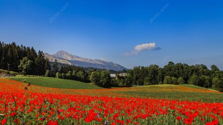 Coquelicots et Moucherolle