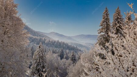 Forêt enneigées du Vercors