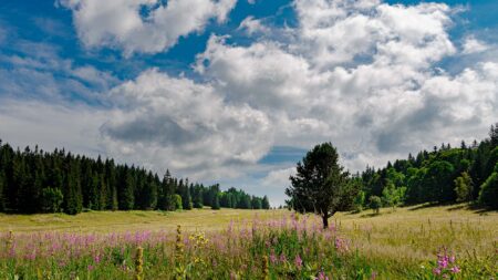 Prairie sur le plateau de Château Julien