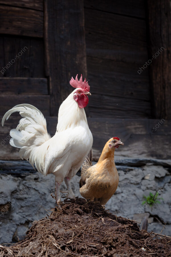 Bienvenue à la ferme