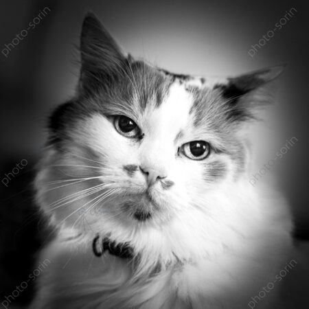 Chat domestique