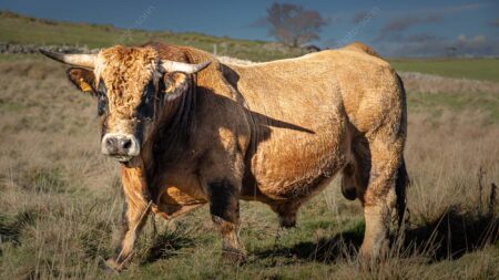 Race Aubrac