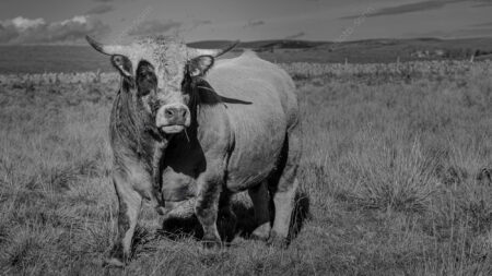 Race Aubrac